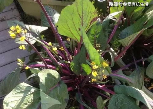 關(guān)于贊美蔬菜的詩(shī)句