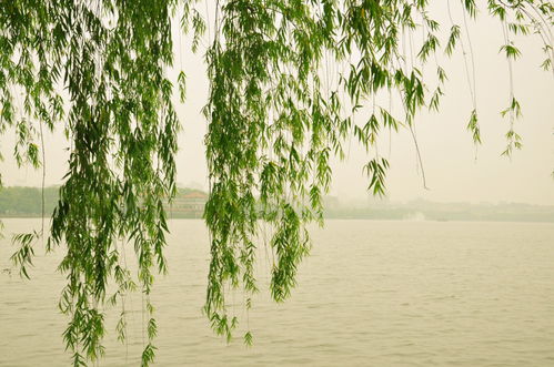 寫(xiě)夏季雨的古詩(shī)句,夏季雨的詩(shī)句古詩(shī),描寫(xiě)夏季雨的古詩(shī)