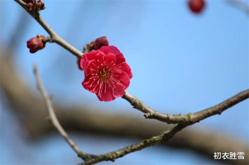 關(guān)于梅花的詩(shī)句古詩(shī)大全,描寫(xiě)梅花的詩(shī)句古詩(shī)大全,小學(xué)關(guān)于梅花的詩(shī)句古詩(shī)大全