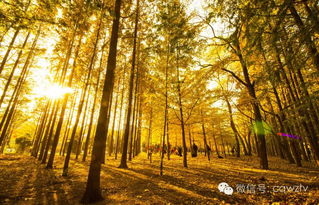 關(guān)于秋天碩果累累的果實(shí)的詩(shī)句,秋天果實(shí)累累的詩(shī)句,秋天果實(shí)豐收的詩(shī)句