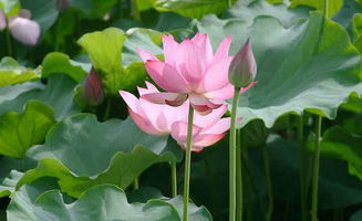 關(guān)于滿(mǎn)湖荷葉荷花的詩(shī)句