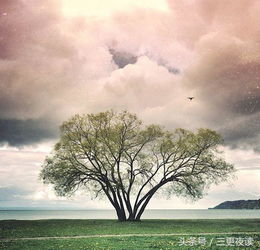 關(guān)于抬頭看天空的詩(shī)句