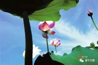 描寫(xiě)夏季美麗的古詩(shī)句