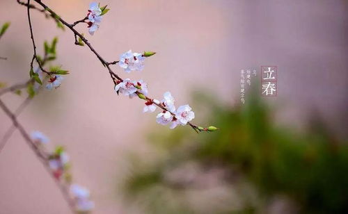 關(guān)于立春的詩(shī)句或諺語(yǔ)