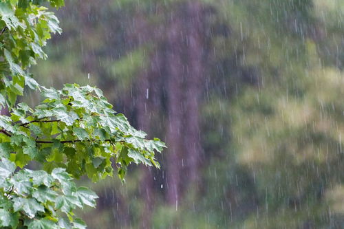 關(guān)于雨水的詩(shī)句有哪些