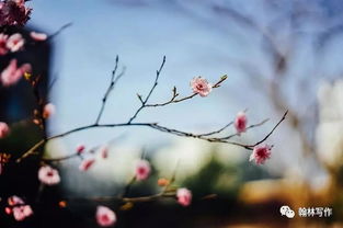 關(guān)于寫(xiě)春天花的詩(shī)句古詩(shī)