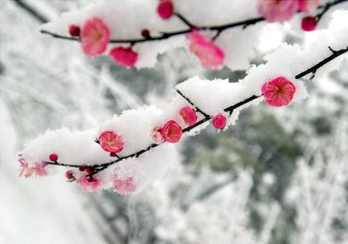 關(guān)于欣賞梅花的詩(shī)句