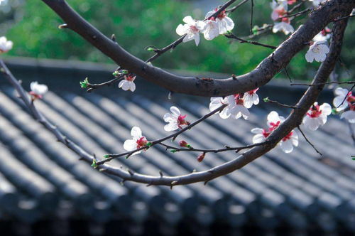 詩(shī)句,誓言