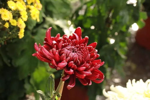 古詩(shī)里面有菊花的詩(shī)句