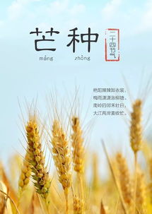 關(guān)于芒種節氣的詩(shī)句