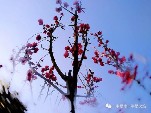 關(guān)于春天的曲其他詩(shī)句