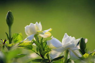 花的花語(yǔ)以及關(guān)于這個(gè)花語(yǔ)的詩(shī)句