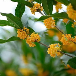 關(guān)于桂花的詩(shī)句常用