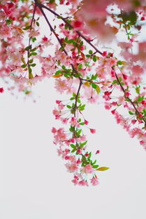 春雨,櫻花,詩(shī)句,唯美