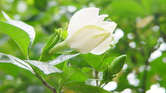 關(guān)于梔子花的唯美詩(shī)句