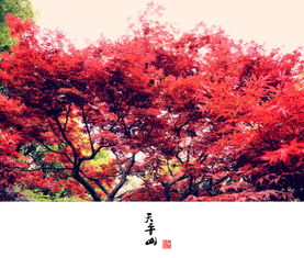 關(guān)于楓葉和花的詩(shī)句