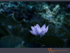 關(guān)于夢(mèng)和蓮花詩(shī)句