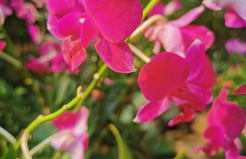 關(guān)于各種花詩(shī)句