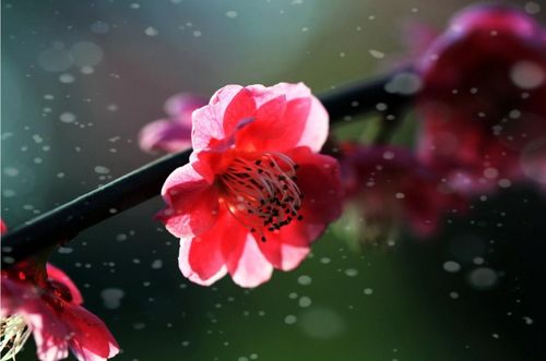 關(guān)于紅梅愛(ài)情的詩(shī)句