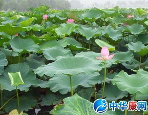 小學(xué)描寫(xiě)荷花的詩(shī)句古詩(shī)大全
