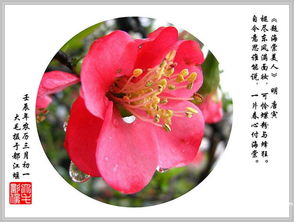 描寫(xiě)春天海棠花的詩(shī)句古詩(shī)