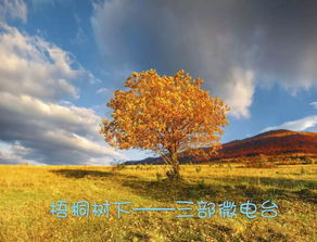 鳳凰,詩(shī)句,梧桐