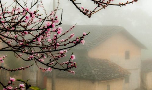 描寫(xiě)春天花的詩(shī)句古詩(shī)詞,描寫(xiě)春天陽(yáng)光的詩(shī)句古詩(shī)詞,關(guān)于描寫(xiě)春天景色的詩(shī)句古詩(shī)詞