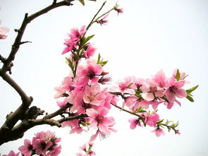 有山有桃花的詩(shī)句,山寺桃花始盛開(kāi)詩(shī)句,關(guān)于有山有水有風(fēng)景有桃花的詩(shī)句