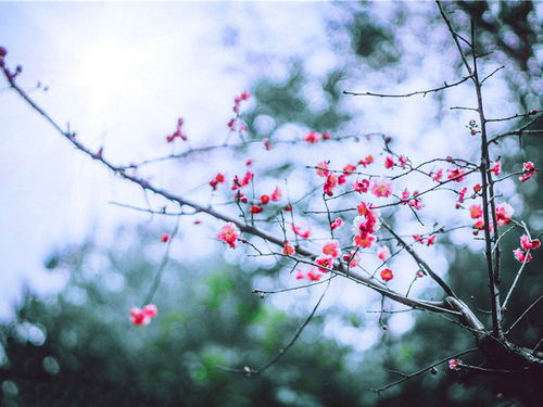 詩(shī)句,美景,形容,雪后