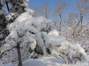 用古詩(shī)句形容雪后的美景