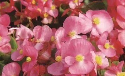 關(guān)于木茼蒿的詩(shī)句