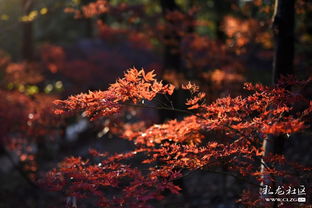 關(guān)于楓葉的詩(shī)句古詩(shī)詞,有關(guān)秋的詩(shī)句古詩(shī)詞,關(guān)于秋天楓葉的詩(shī)句古詩(shī)詞