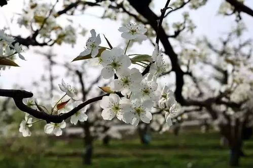 梨花,詩(shī)句,詩(shī)中,帶有