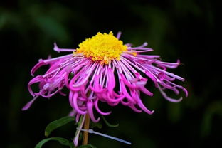 關(guān)于菊花堅強精神的詩(shī)句