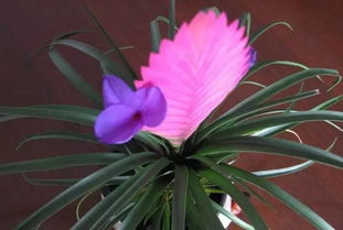 詩(shī)句,開(kāi)花