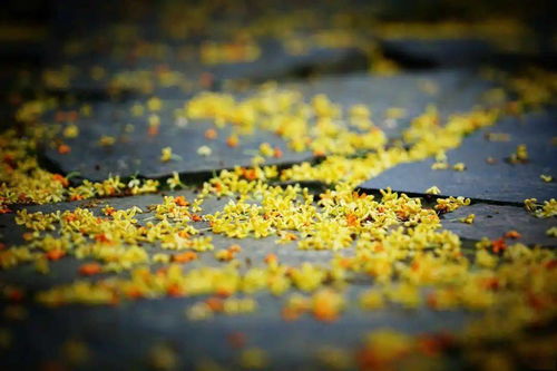 有關(guān)桂花的詩(shī)句古詩(shī),小學(xué)關(guān)于桂花的詩(shī)句古詩(shī),關(guān)于贊美桂花的詩(shī)句古詩(shī)