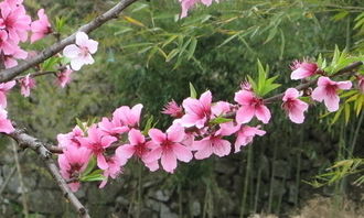 三級關(guān)于桃的詩(shī)句