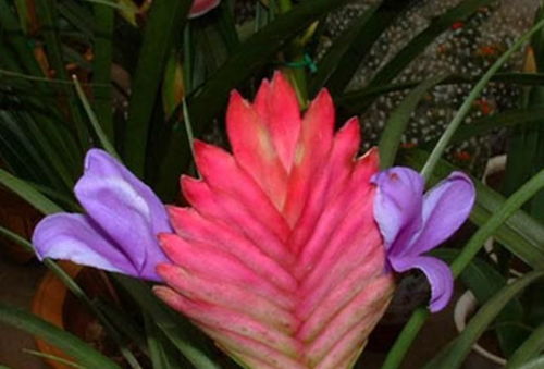 關(guān)于鐵蘭開(kāi)花的詩(shī)句