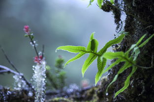 唐代古詩(shī)中描寫(xiě)春雨的詩(shī)句