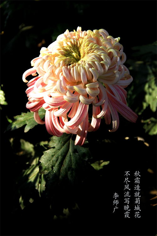 古詩(shī)中含菊的詩(shī)句