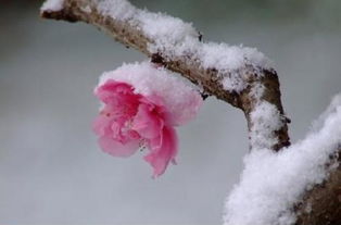 初春,詩(shī)句,于雪