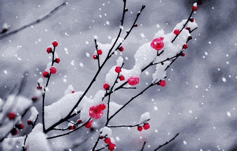 寫(xiě)荷花寫(xiě)雨寫(xiě)雪的詩(shī)句古詩(shī)