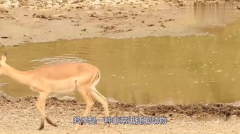 豺狼,詩(shī)句