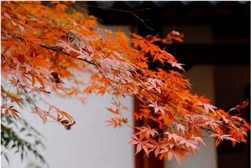 關(guān)于楓葉和友情的詩(shī)句