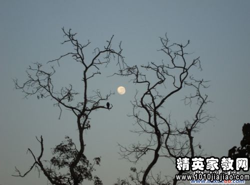 思念家鄉竹子的詩(shī)句古詩(shī)詞