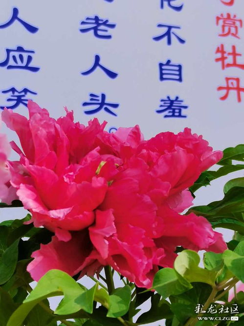 關(guān)于牡丹的古詩(shī)句,贊美牡丹的古詩(shī)句,贊牡丹花開(kāi)的古詩(shī)