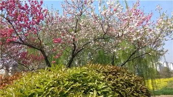 關(guān)于夏天的詩(shī)句和成語(yǔ)