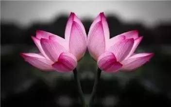 關(guān)于并蒂蓮比翼鳥(niǎo)詩(shī)句