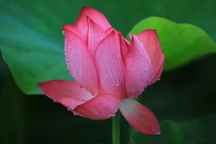 描寫(xiě)藕花的古詩(shī)句