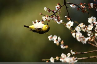 形容春光明媚鳥(niǎo)語(yǔ)花香的古詩(shī)句